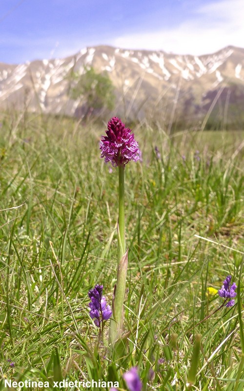 Le orchidee di Cardito, splendide praterie tra il reatino e laquilano.